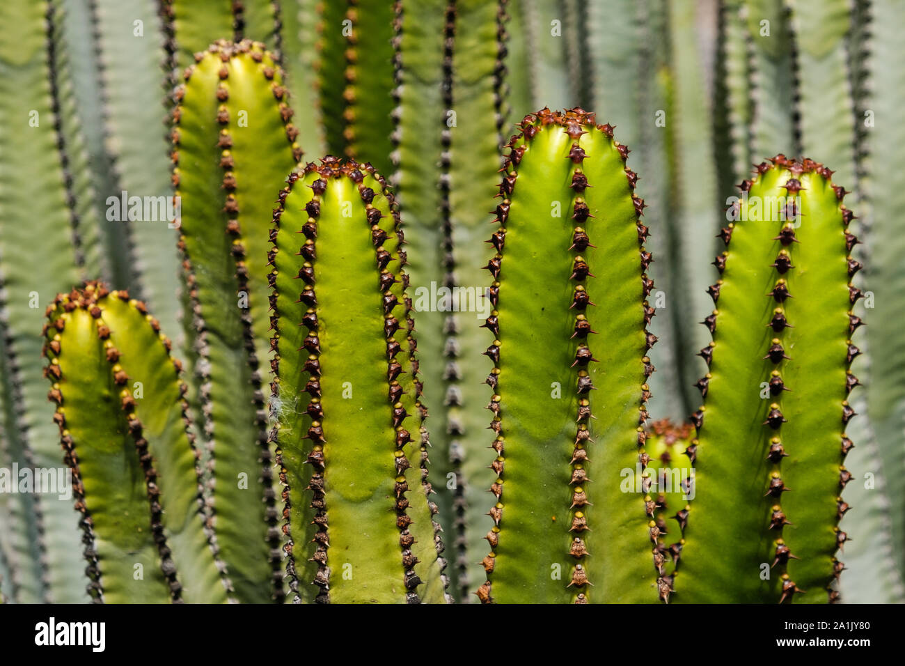 Impianto di cactus closeup - Euphorbia Ingens, cactus macro, Isole Canarie - Foto Stock