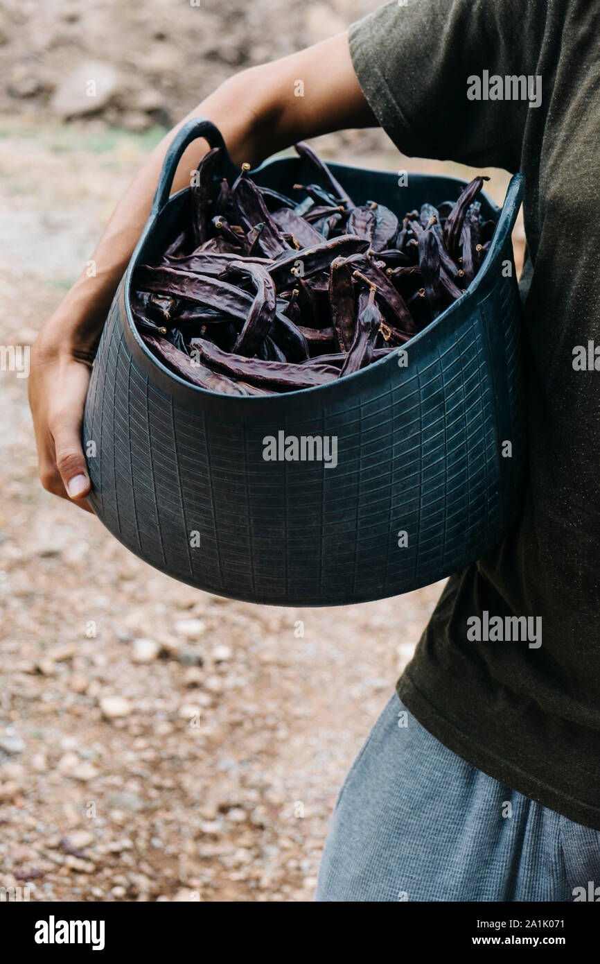 Primo piano di un giovane agricoltore caucasica l uomo all'aperto portando un cesto pieno di carrube durante il raccolto Foto Stock