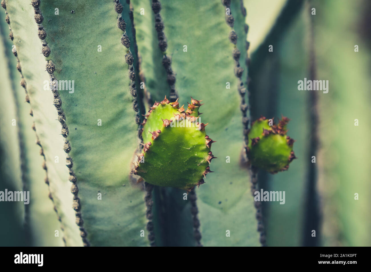 Piante di cactus dettaglio - impianto di cactus closeup Foto Stock