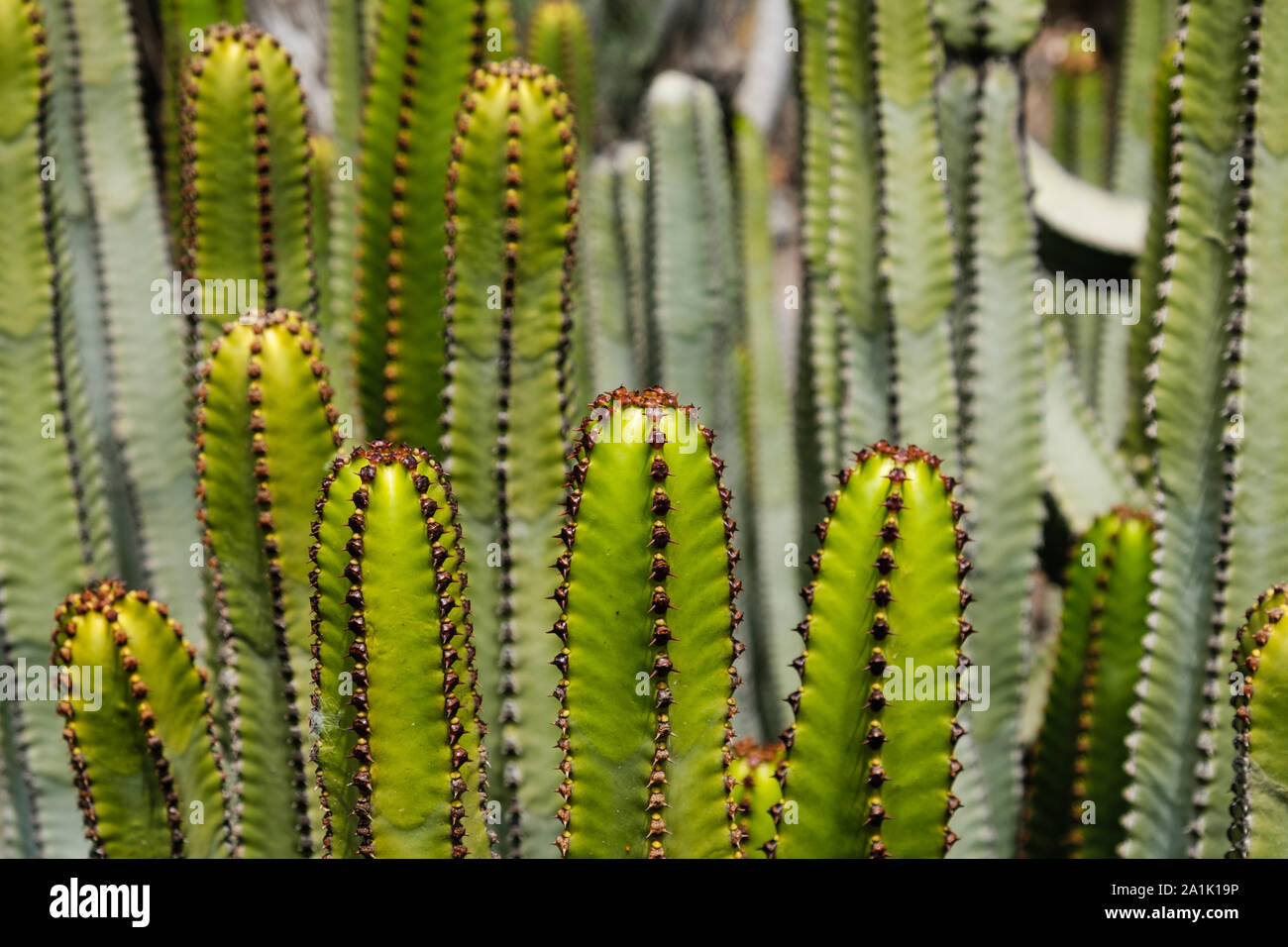 Piante di cactus dettaglio - impianto di cactus closeup - Euphorbia Ingens Foto Stock