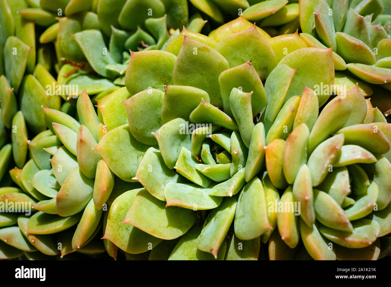 Piante succulente macro - Schema impianto closeup Foto Stock
