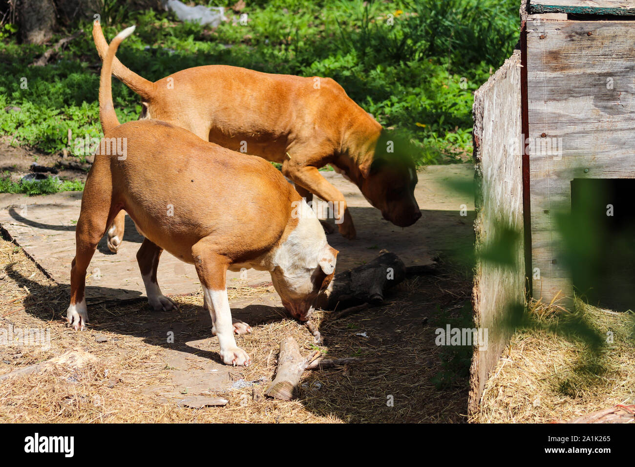 Pit Bull giocando in cantiere Foto Stock