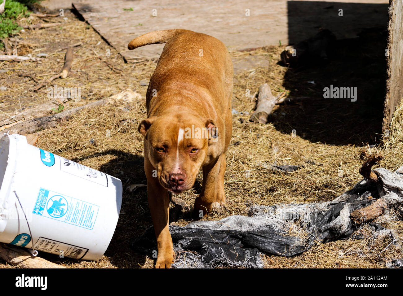 Pit Bull giocando in cantiere Foto Stock