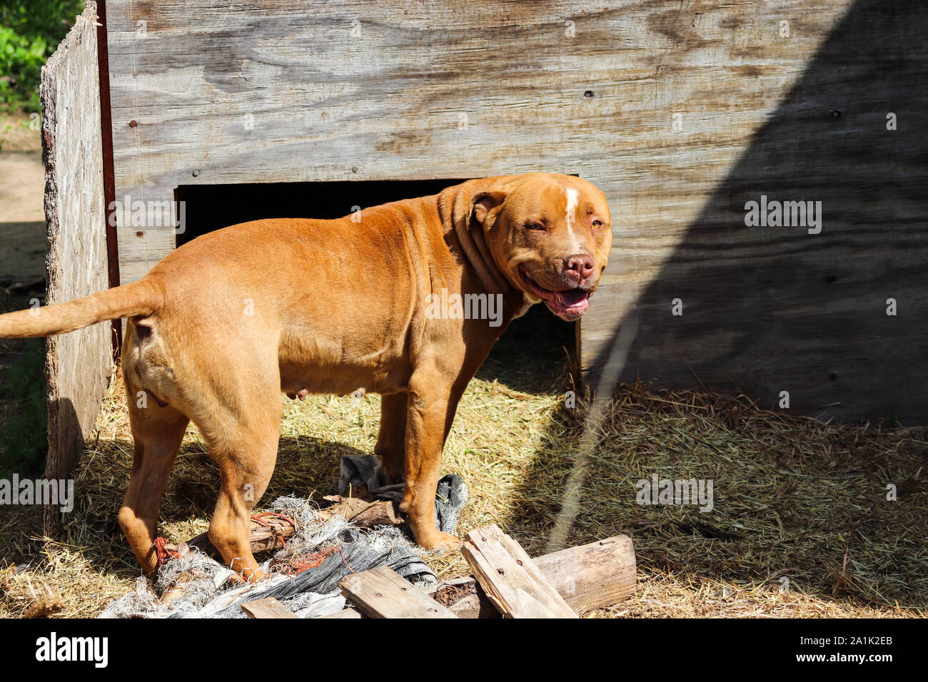 Pit Bull giocando in cantiere Foto Stock
