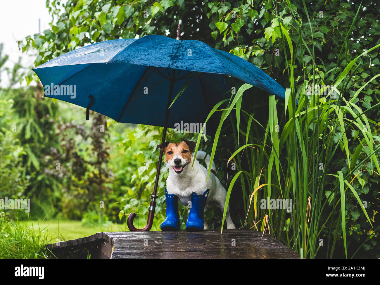 Strano concetto di cattivo tempo piovoso con il cane a Wellington stivali sotto ombrellone Foto Stock