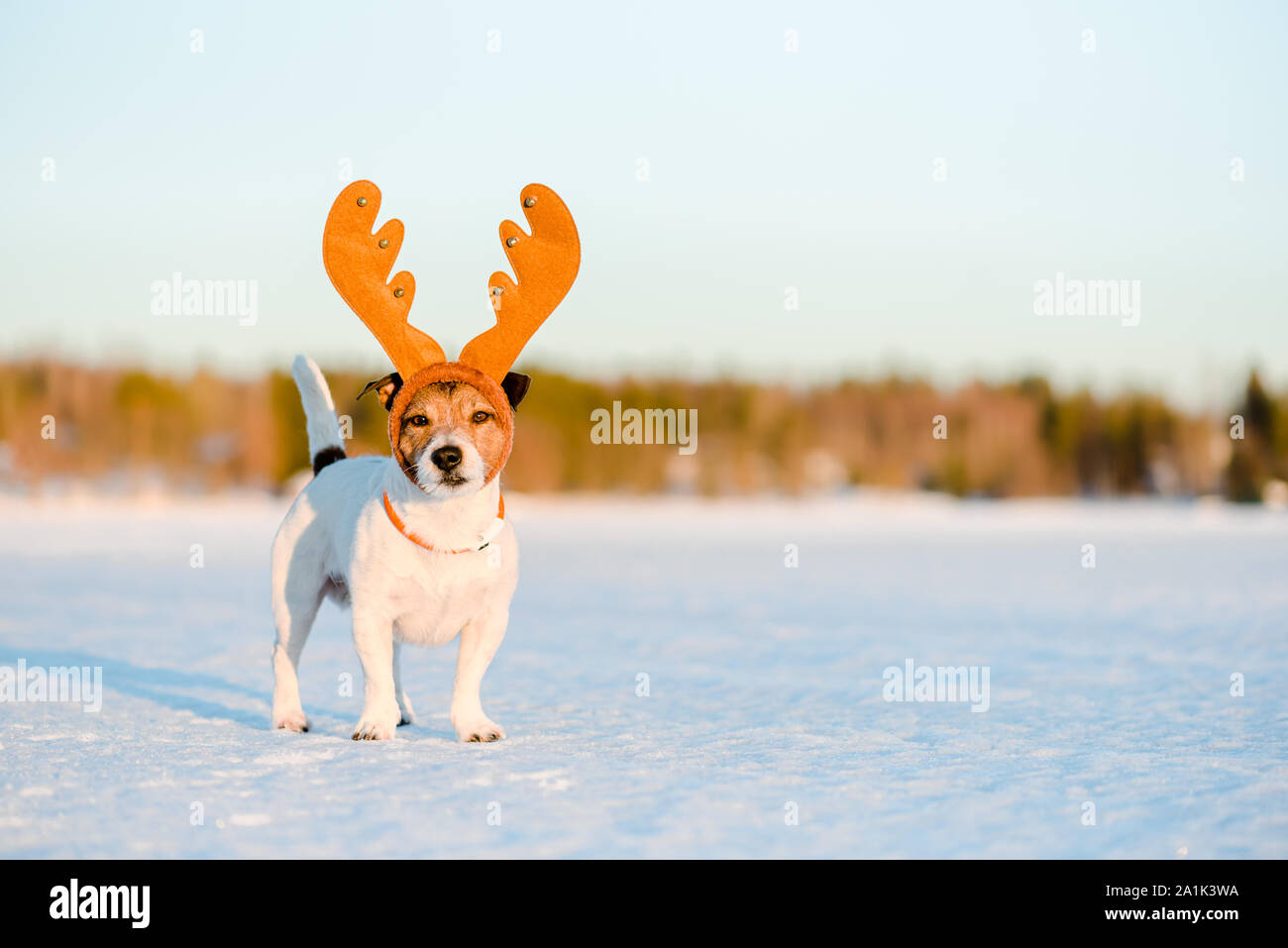Cute cane con corna di renne sul ghiaccio del lago ghiacciato in Lapponia finlandese come concetto di Natale Foto Stock