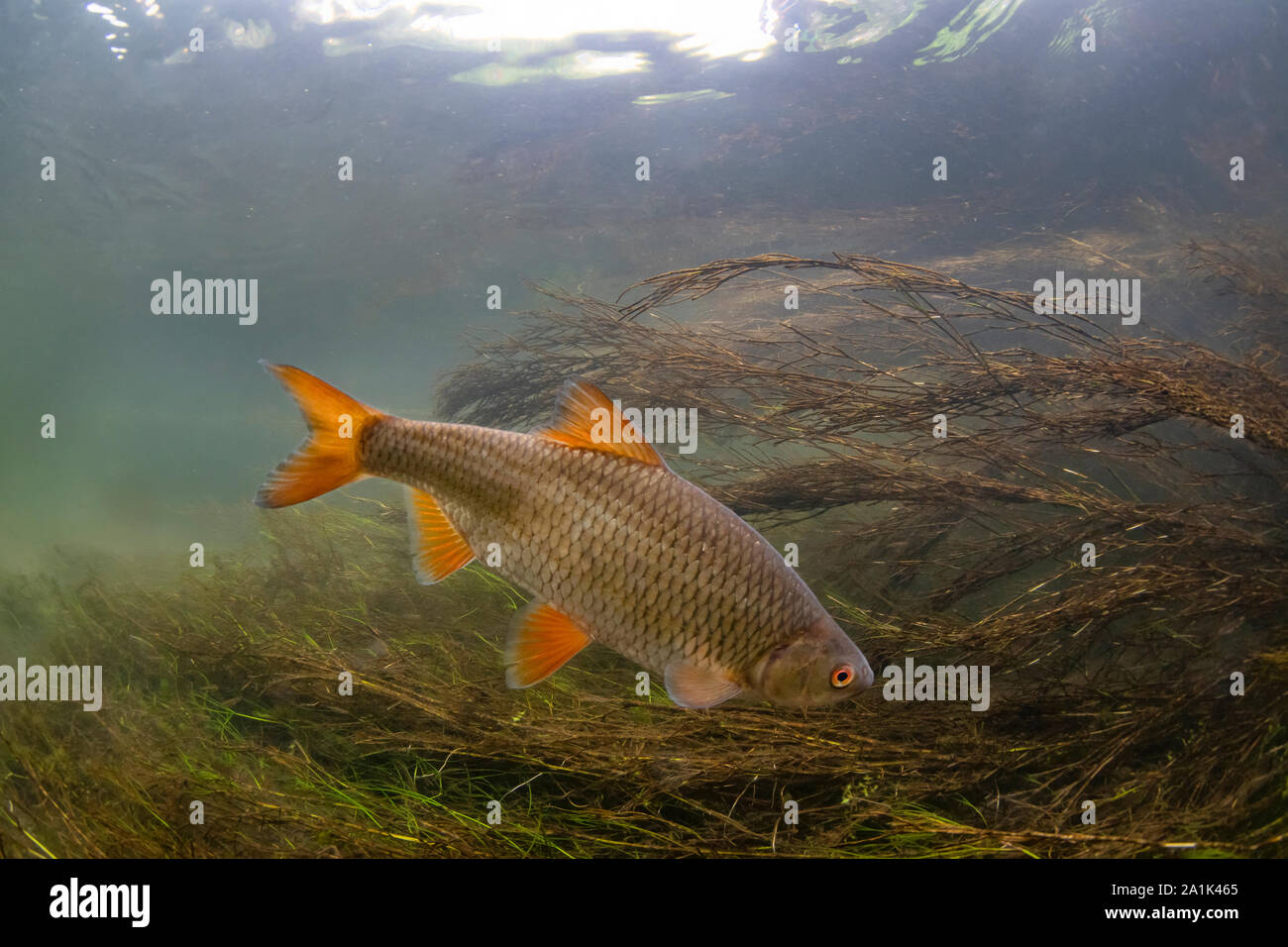 Roach, Rutilus rutilus, nuotare nel fiume Avon, hampshire, settembre Foto Stock