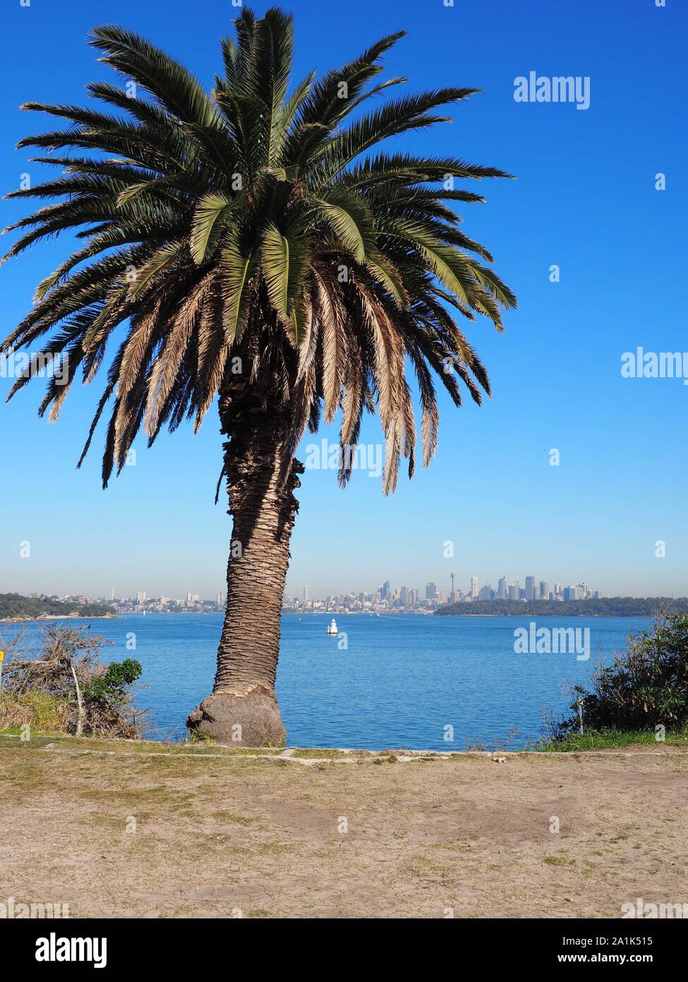 Palm Tree skyline di Sydney Australia Foto Stock