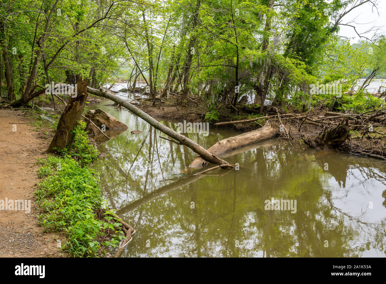 Gli alberi caduti nel fiume con riflessi nell'acqua a Great Falls National Park Foto Stock