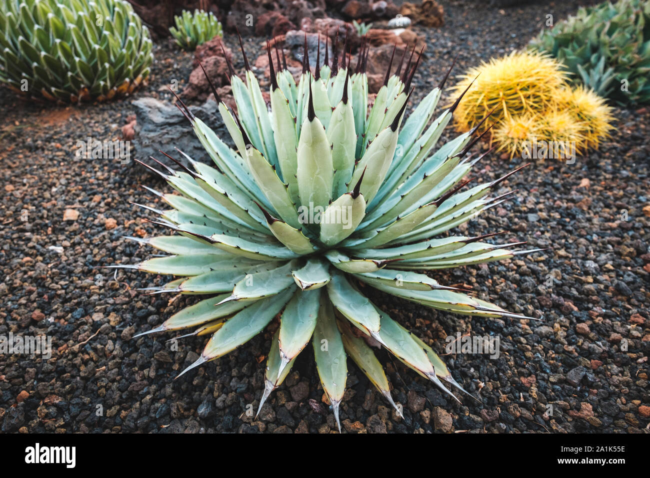 Agave macroacantha cactus nel giardino con vario piante di cactus - Foto Stock