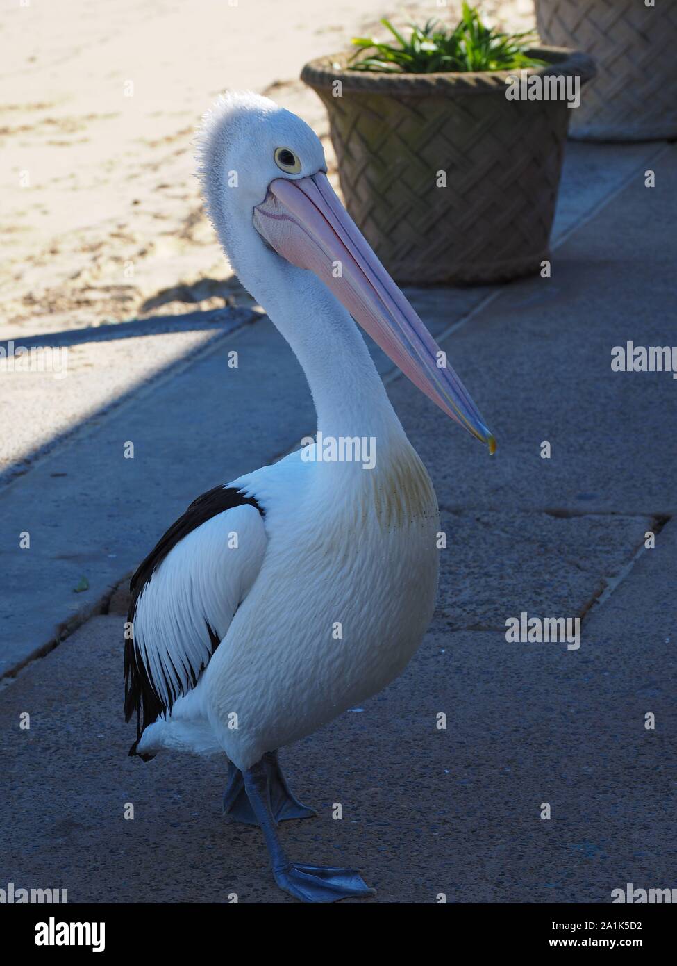 Pelican Waterfront Watsons Sydney Australia Foto Stock