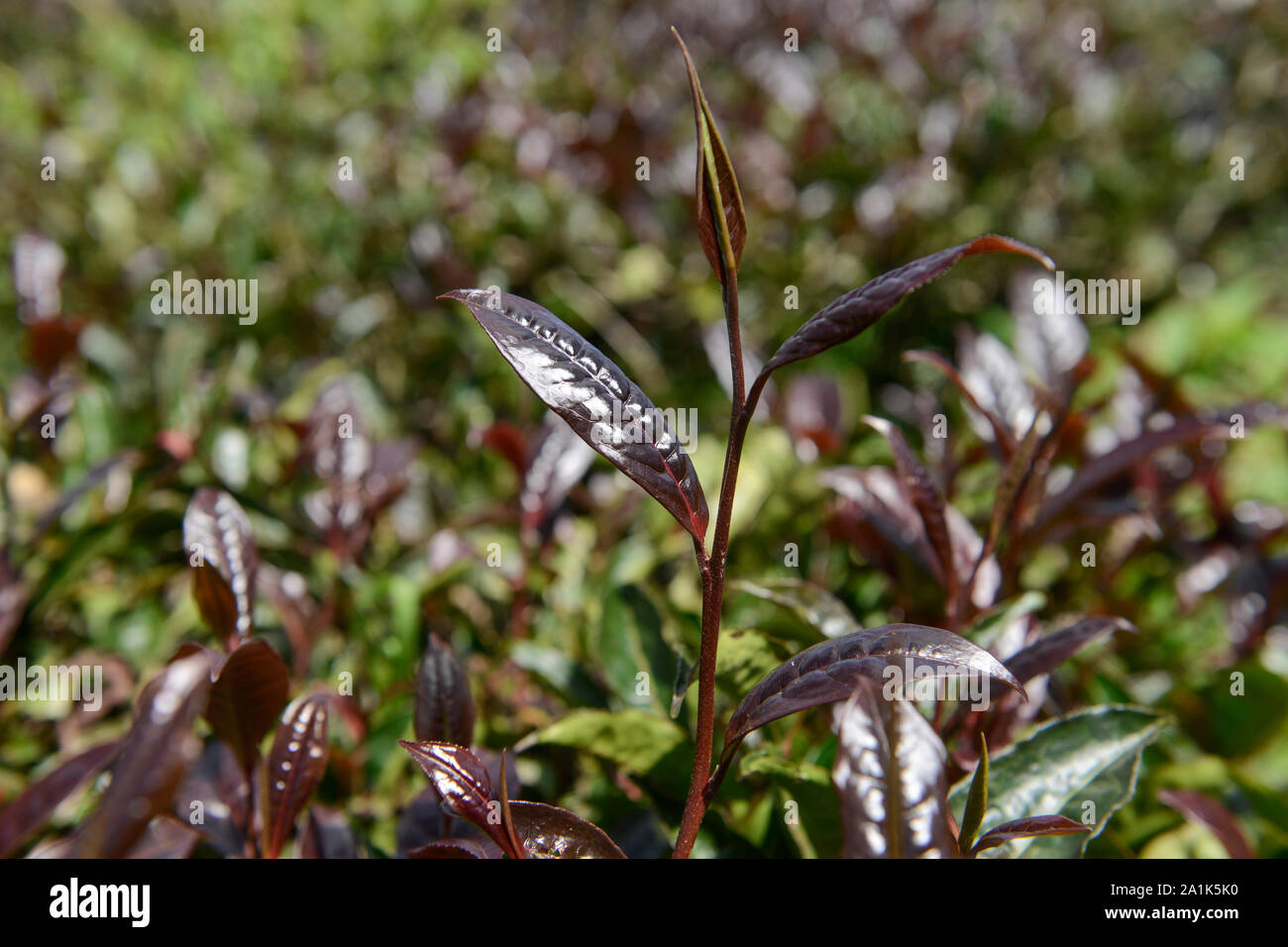 KENYA, piantagione di tè, breeded nuove varietà di tè viola Foto Stock