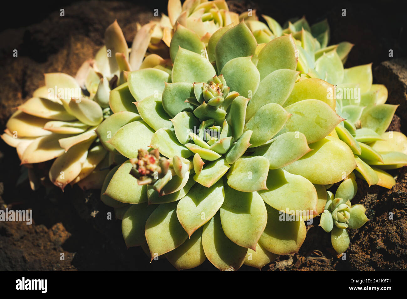 Piante succulente closeup - Schema impianto macro - giardino di piante succulente Foto Stock