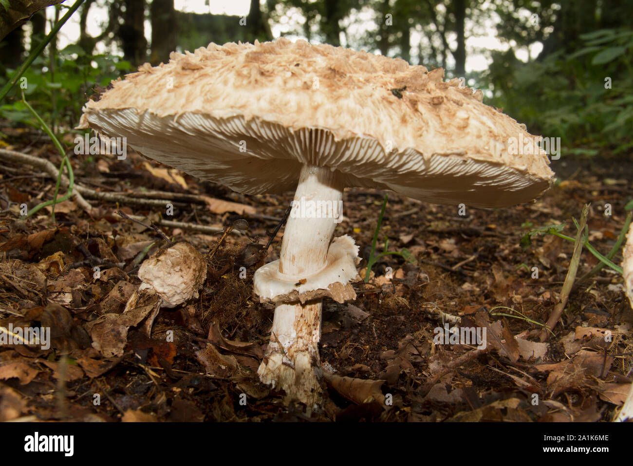 Close up di un Shaggy parasol, un grande bianco di funghi commestibili Foto Stock