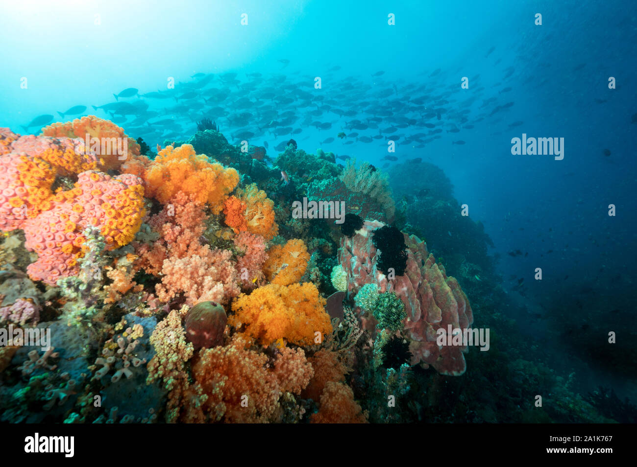 Reef scenic con unicorfishes, Naso hexacanthus, Isola di Bangka Sulawesi Indonesia. Foto Stock