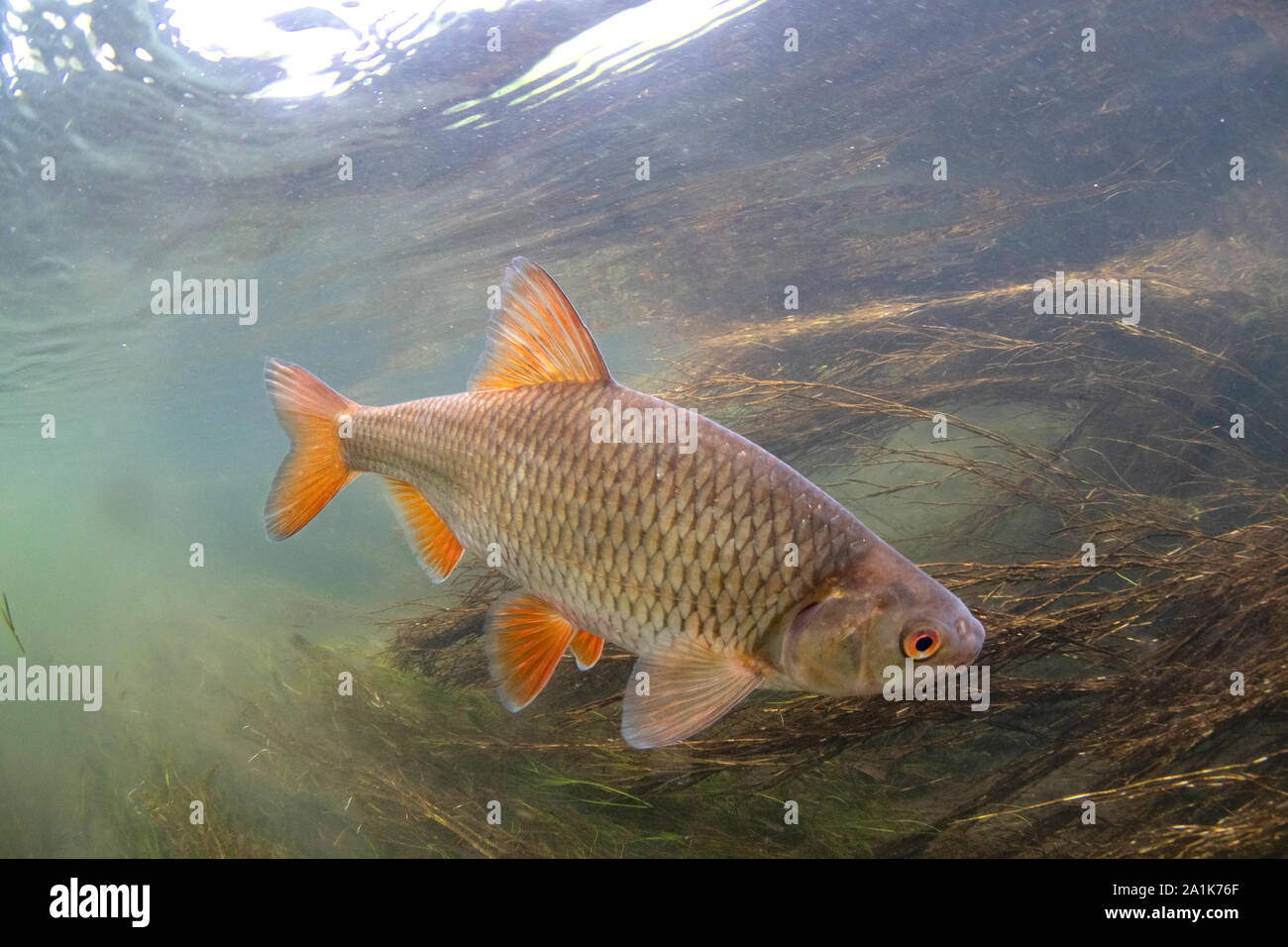 Roach, Rutilus rutilus, nuotare nel fiume Avon, hampshire, settembre Foto Stock