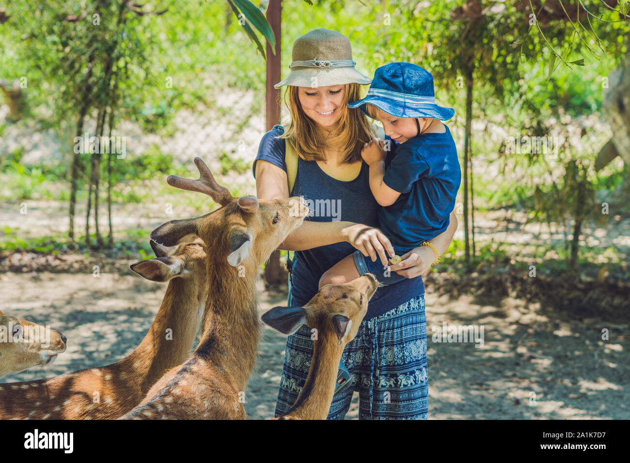 Madre e figlio che nutrono i cervi belli dalle mani in uno zoo tropicale Foto Stock