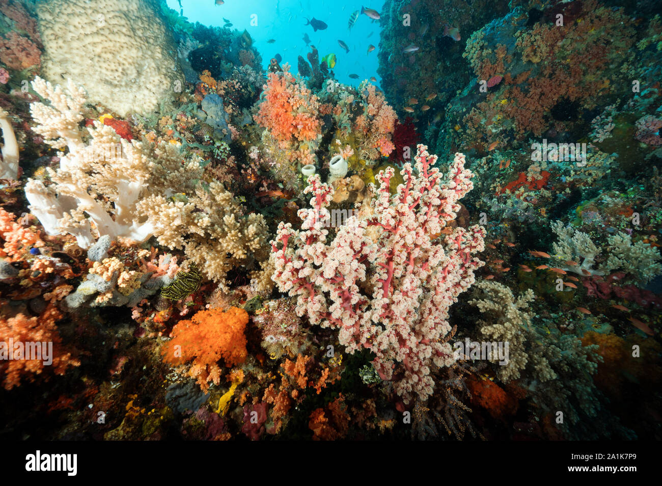 Reef scenic Bangka isola di Sulawesi Indonesia. Foto Stock