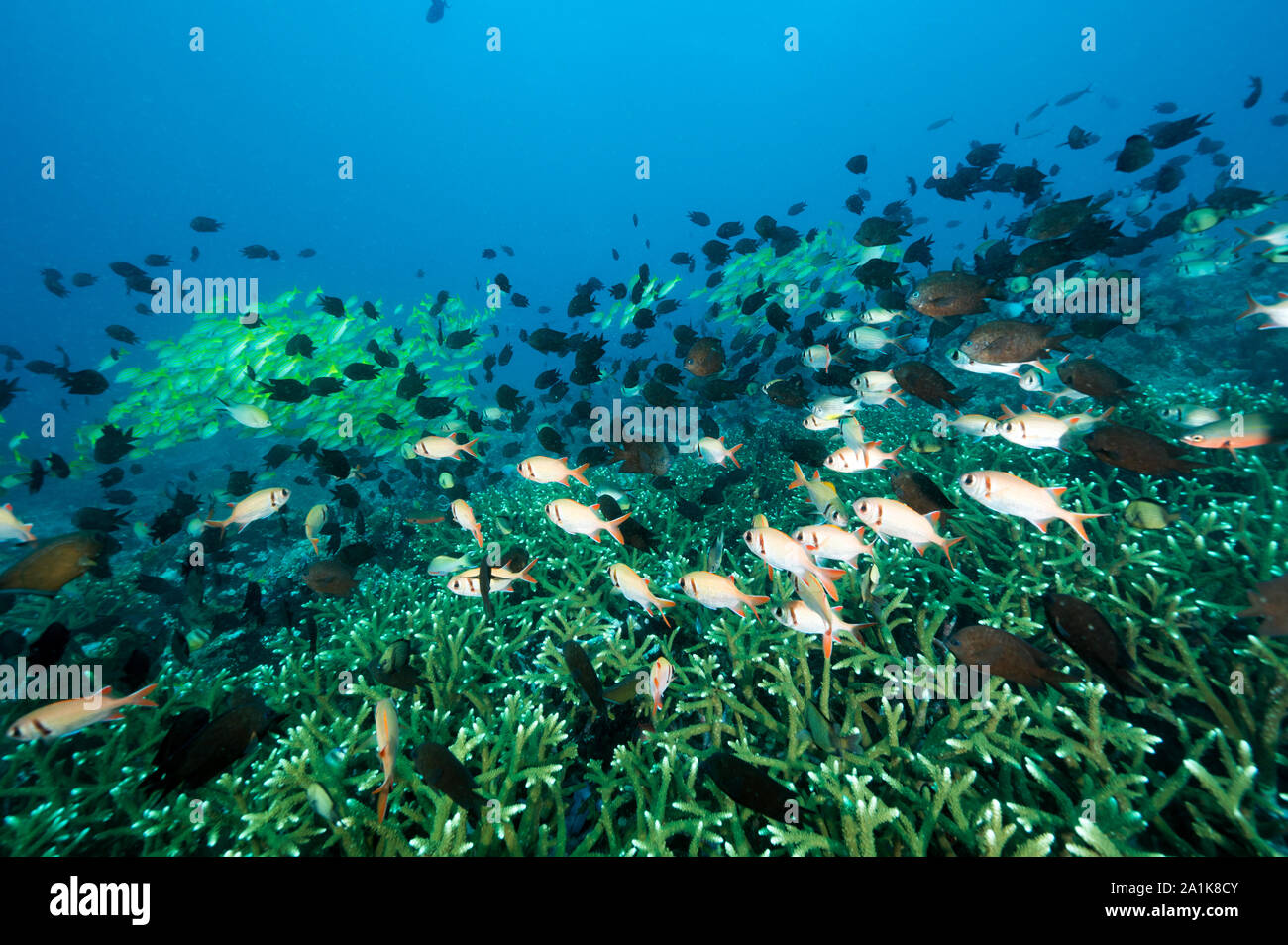 Scenica della barriera corallina con dentini blu, Lutjanus kasmira, e Filippine chromis, Chromis scotochiloptera, Bangka Island Sulawesi Indonesia. Foto Stock