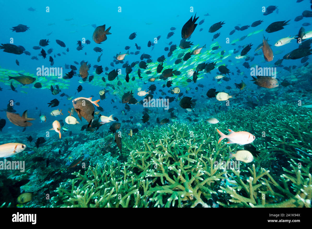 Scenica della barriera corallina con dentini blu, Lutjanus kasmira, e Filippine chromis, Chromis scotochiloptera, Bangka Island Sulawesi Indonesia. Foto Stock