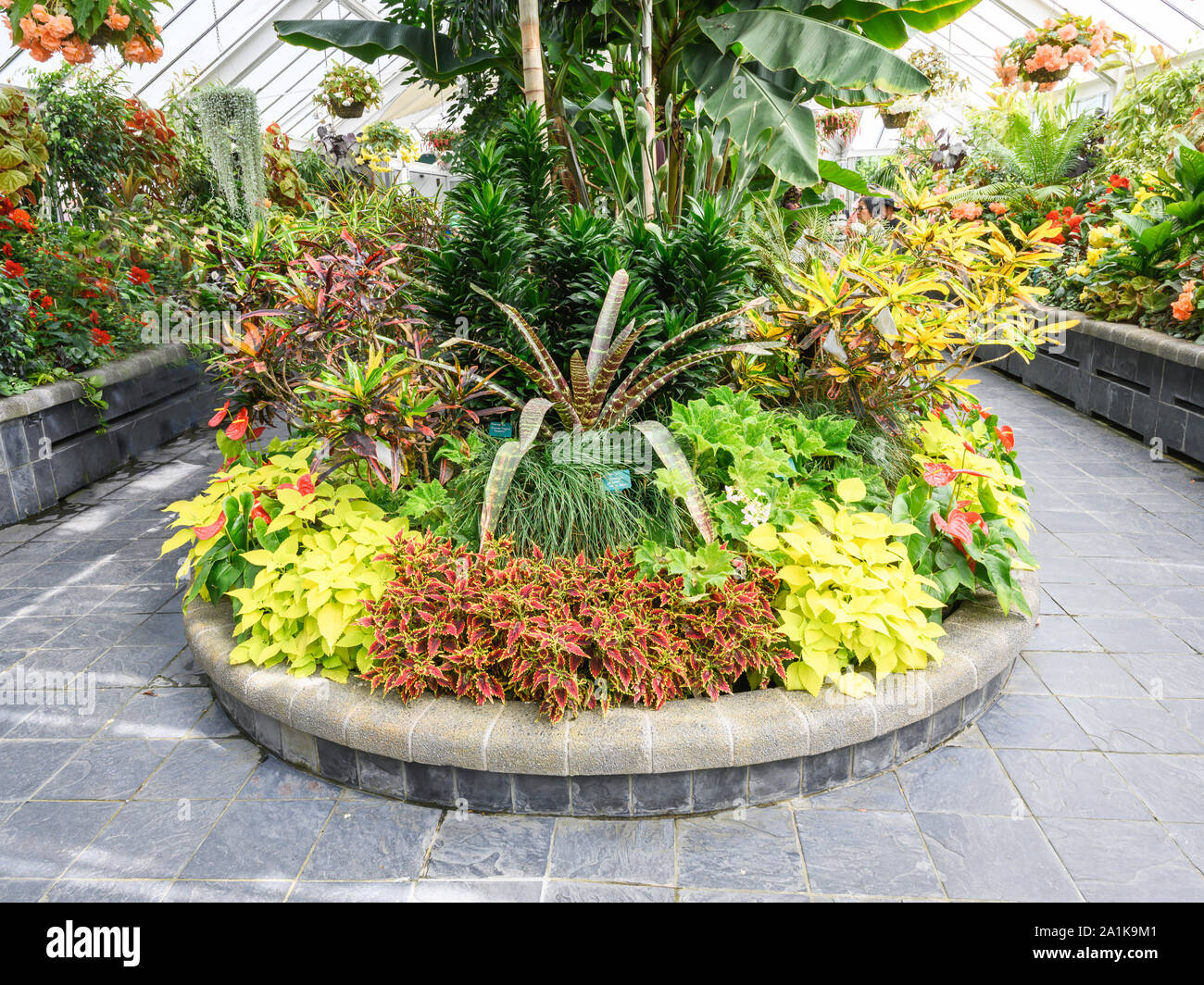 All'interno della Begonia House, a Wellington Botanic Garden, Wellington, Nuova Zelanda. Foto Stock