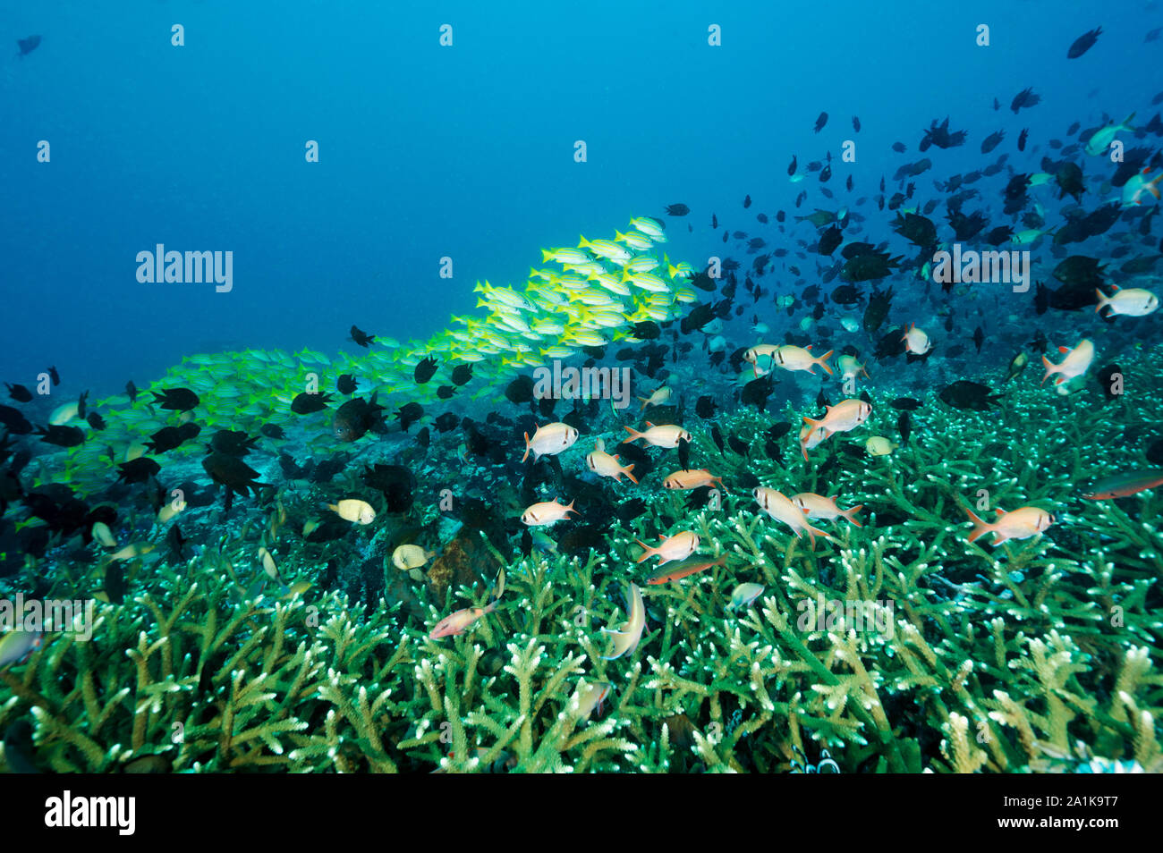 Scenica della barriera corallina con dentini blu, Lutjanus kasmira, e Filippine chromis, Chromis scotochiloptera, Bangka Island Sulawesi Indonesia. Foto Stock