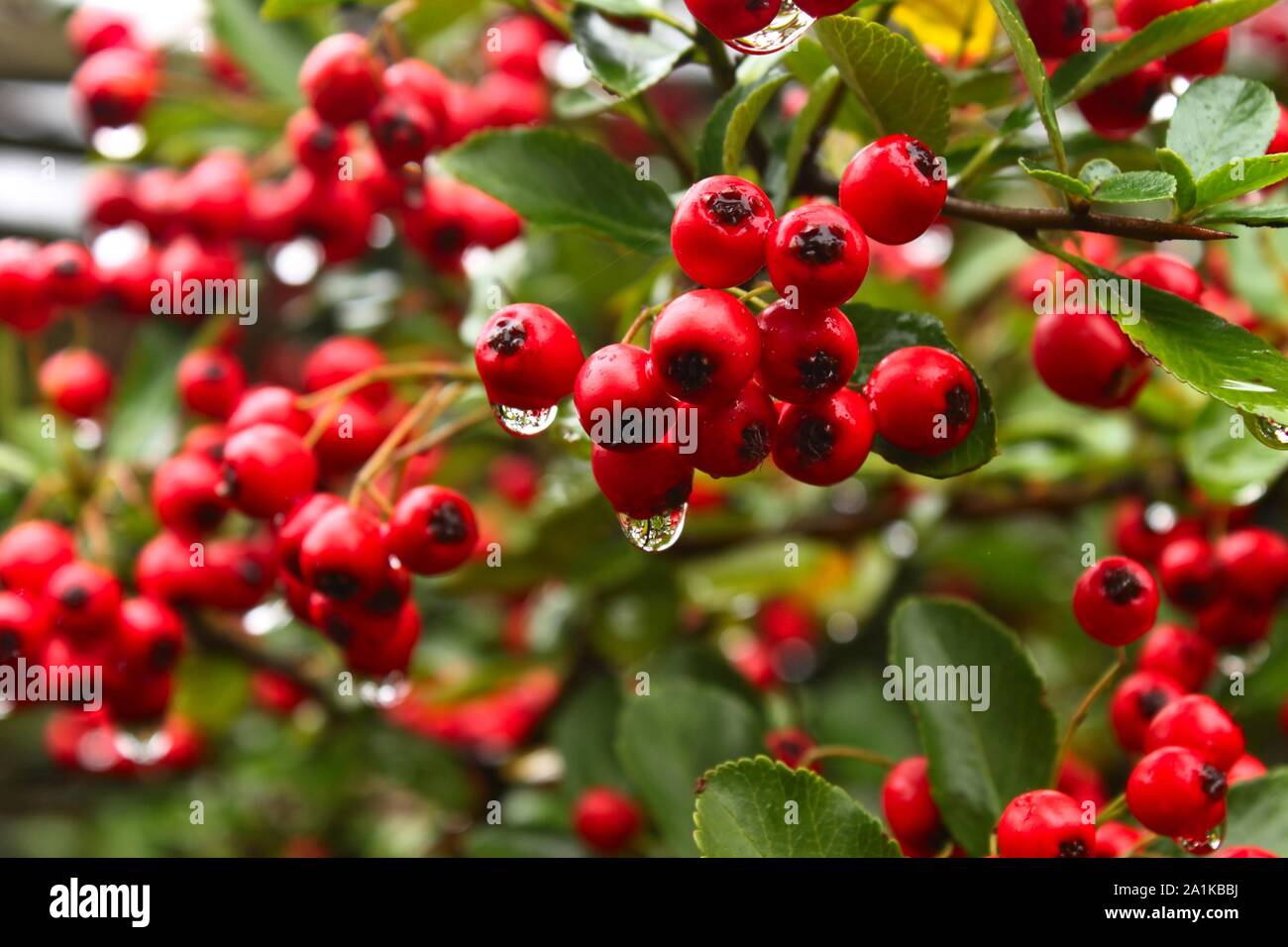 La rugiada su Red fire thorn frutto su un ramo con bush in background Foto Stock