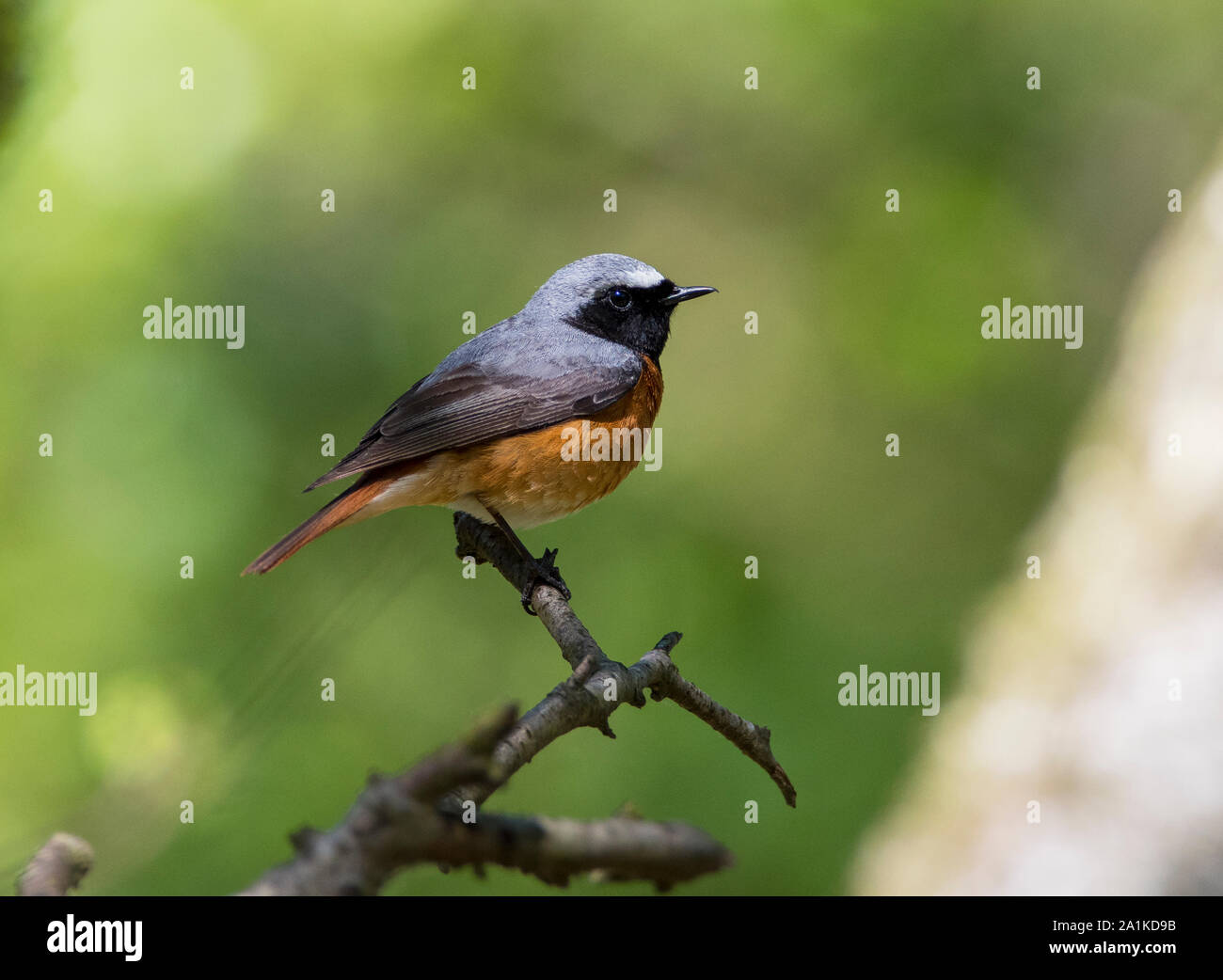 Maschio Redstart europea (Phoenicurus phoenicurus) in un Western bosco di querce nel Peak District. Foto Stock