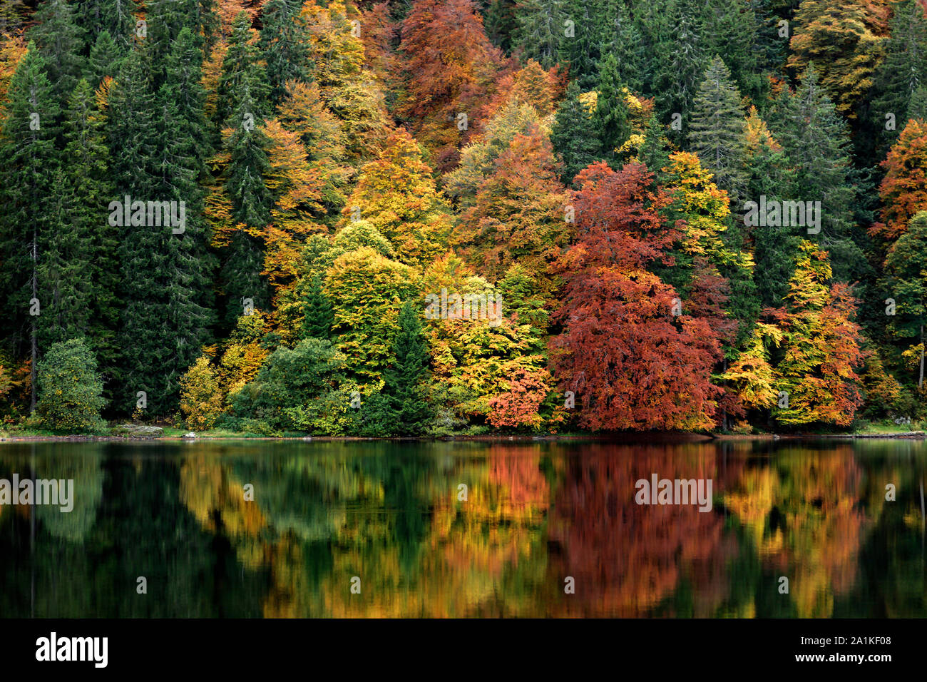 Autumn Fall forest riflesso in un lago con sorprendente bellissimi colori ideale come sfondo per il turismo avventura autunno umore accogliente gli alberi in una foresta. Foto Stock