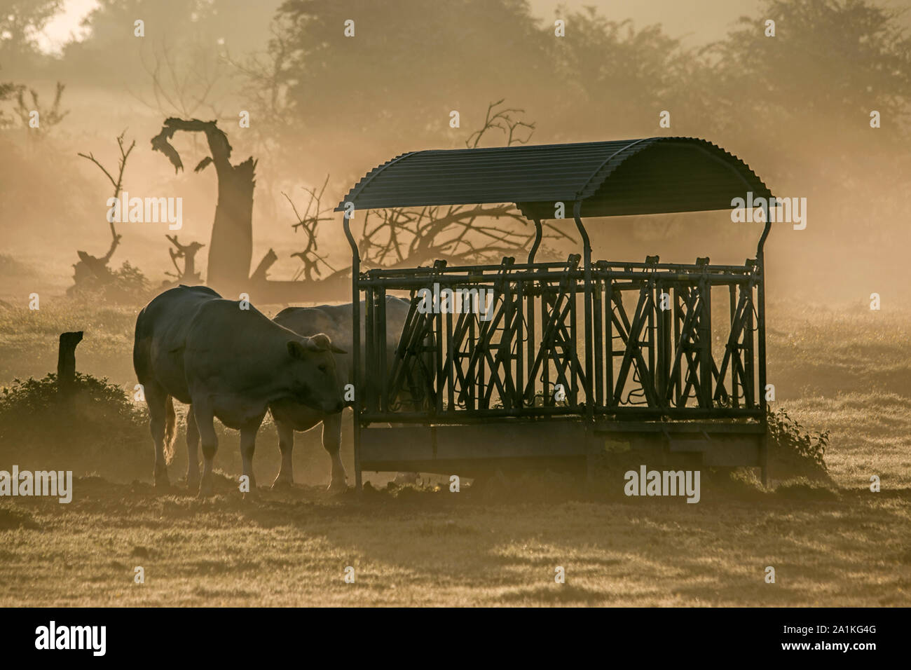 Boeufs dans la brume matinale à proximité de Saint Valery sur Somme. Foto Stock