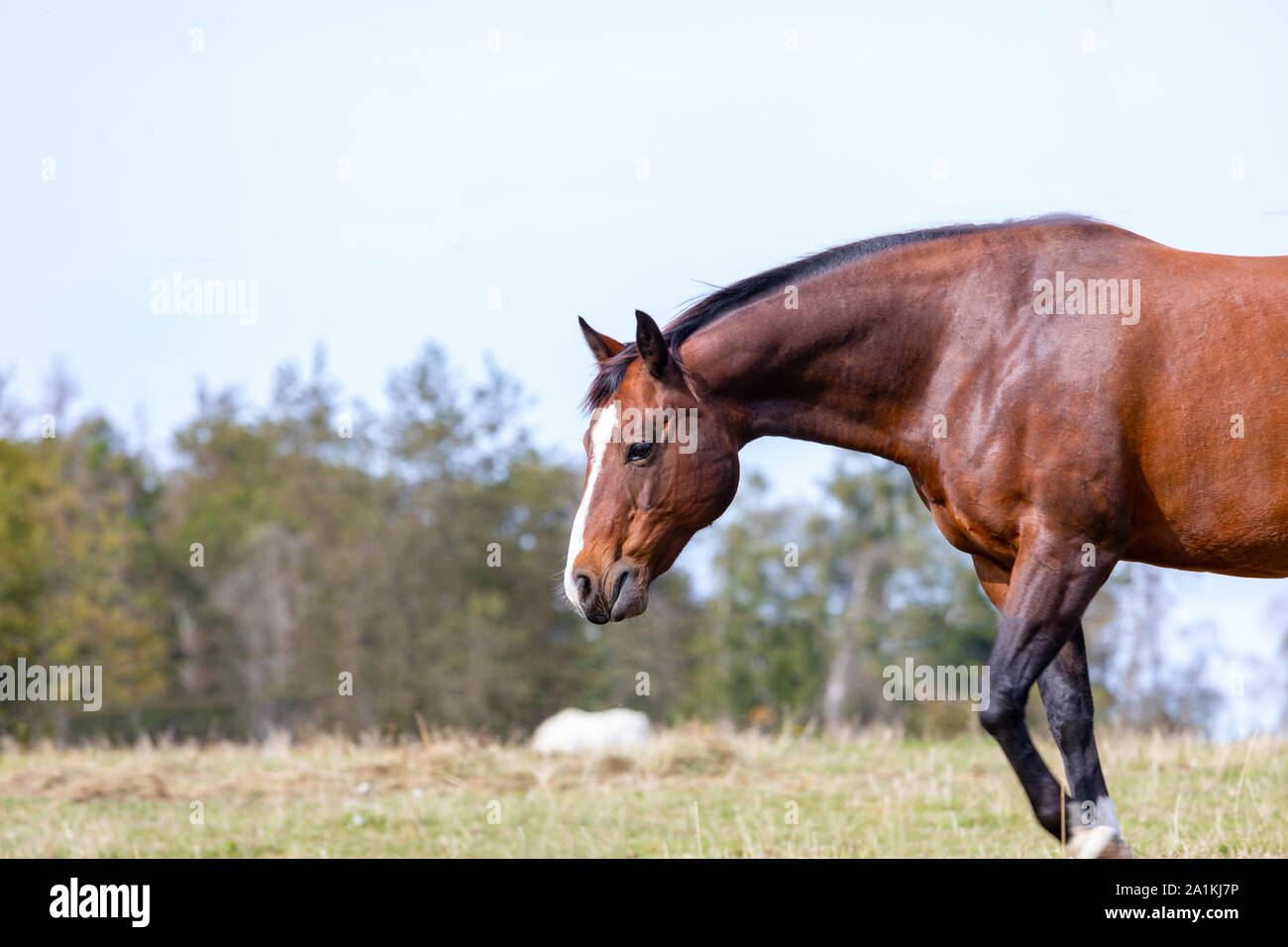 Horse pascolare nel prato. Autunno e giornata di sole. Foto Stock