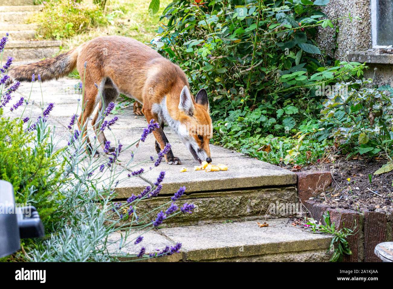 Fox a mangiare cibo messo fuori dai proprietari di casa Foto Stock