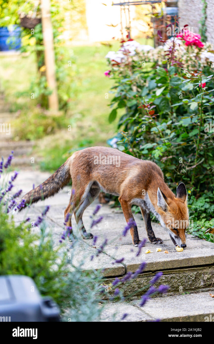 Fox a mangiare cibo messo fuori dai proprietari di casa Foto Stock