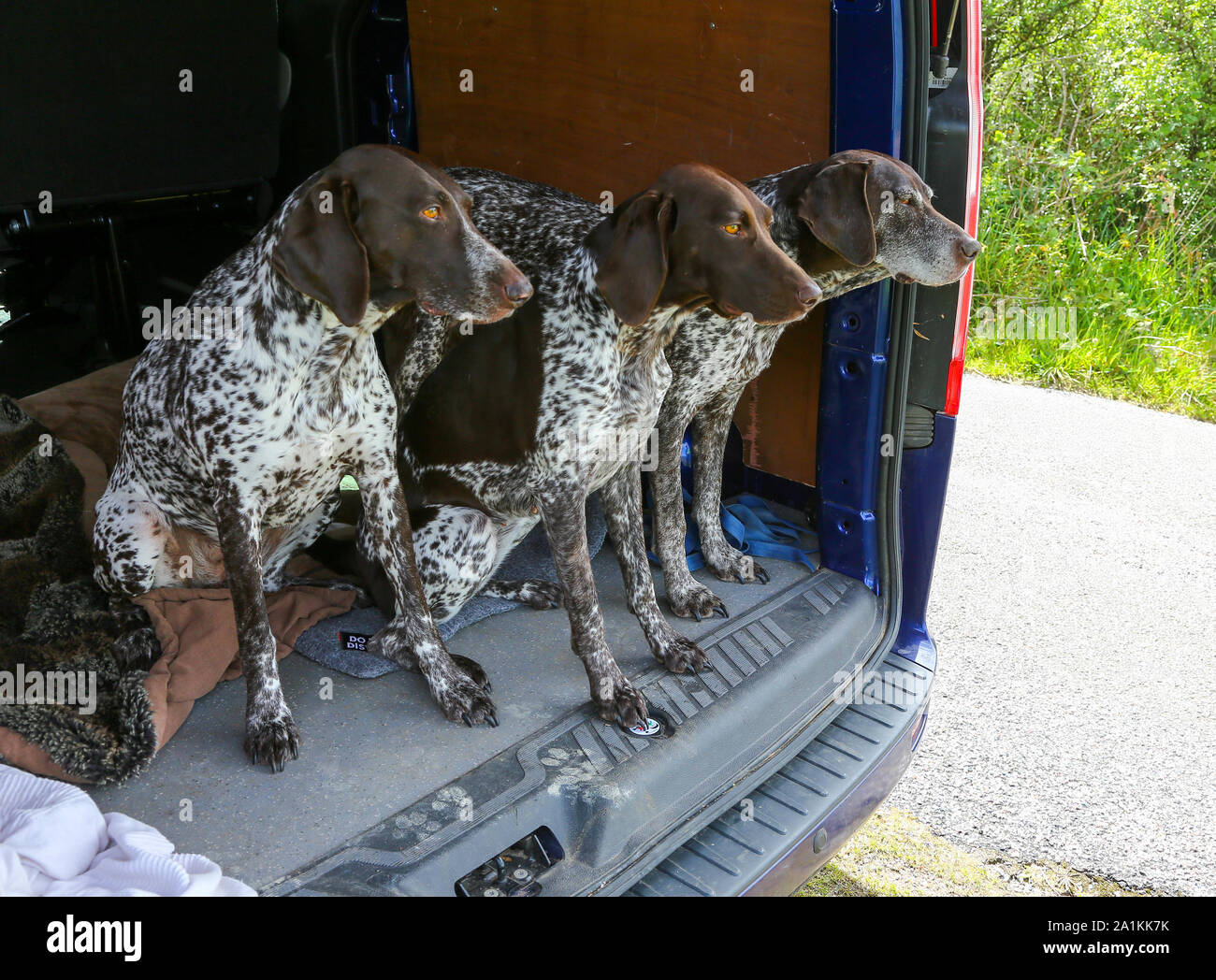 Tre cani, Tedesco dai capelli corti dei puntatori, nel retro di un auto in attesa di essere preso in considerazione per una passeggiata, England, Regno Unito Foto Stock