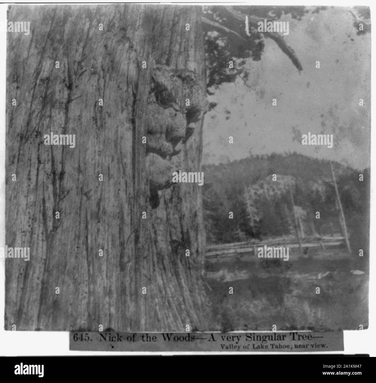 Nick del bosco--un singolare Tree--Valle del Lago Tahoe, vicino a vista Foto Stock