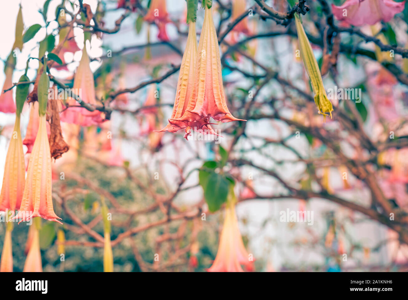 Giallo e rosa fiori noto come angelo tromba appesa la struttura ad albero Foto Stock