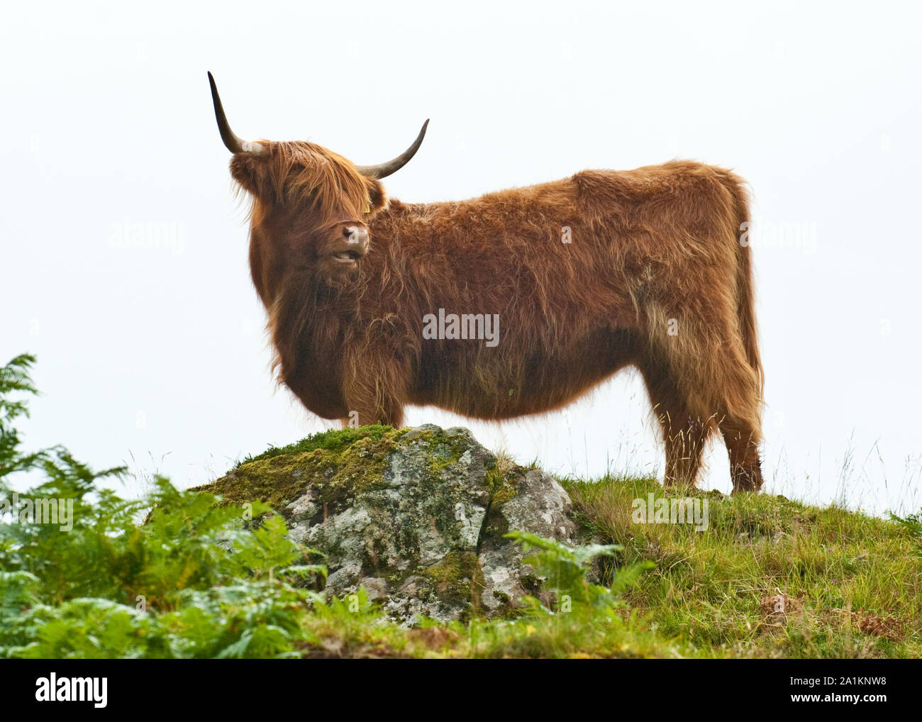 Highland mucca. Isle of Mull, Scozia Foto Stock