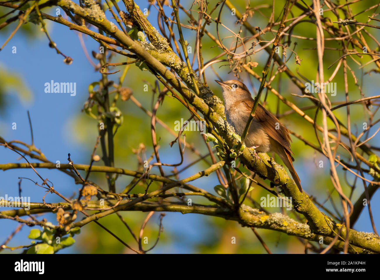 Un uccello (usignolo) si siede nella struttura ad albero su un ramo. Foto Stock
