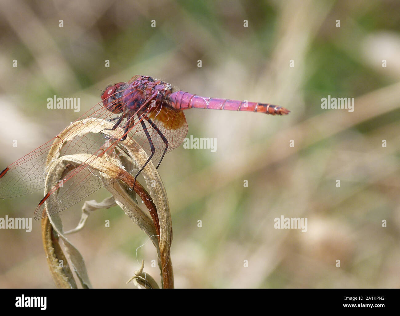 Mosca del drago Foto Stock