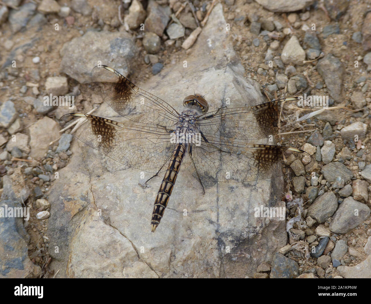 Mosca del drago Foto Stock