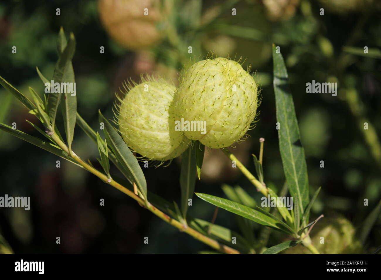 Palle pelose, balloonplant, il palloncino cotone-bush, vescovo di sfere, nailhead, o impianto di Swan, Gomphocarpus physocarpus, impianto di palloncino Foto Stock