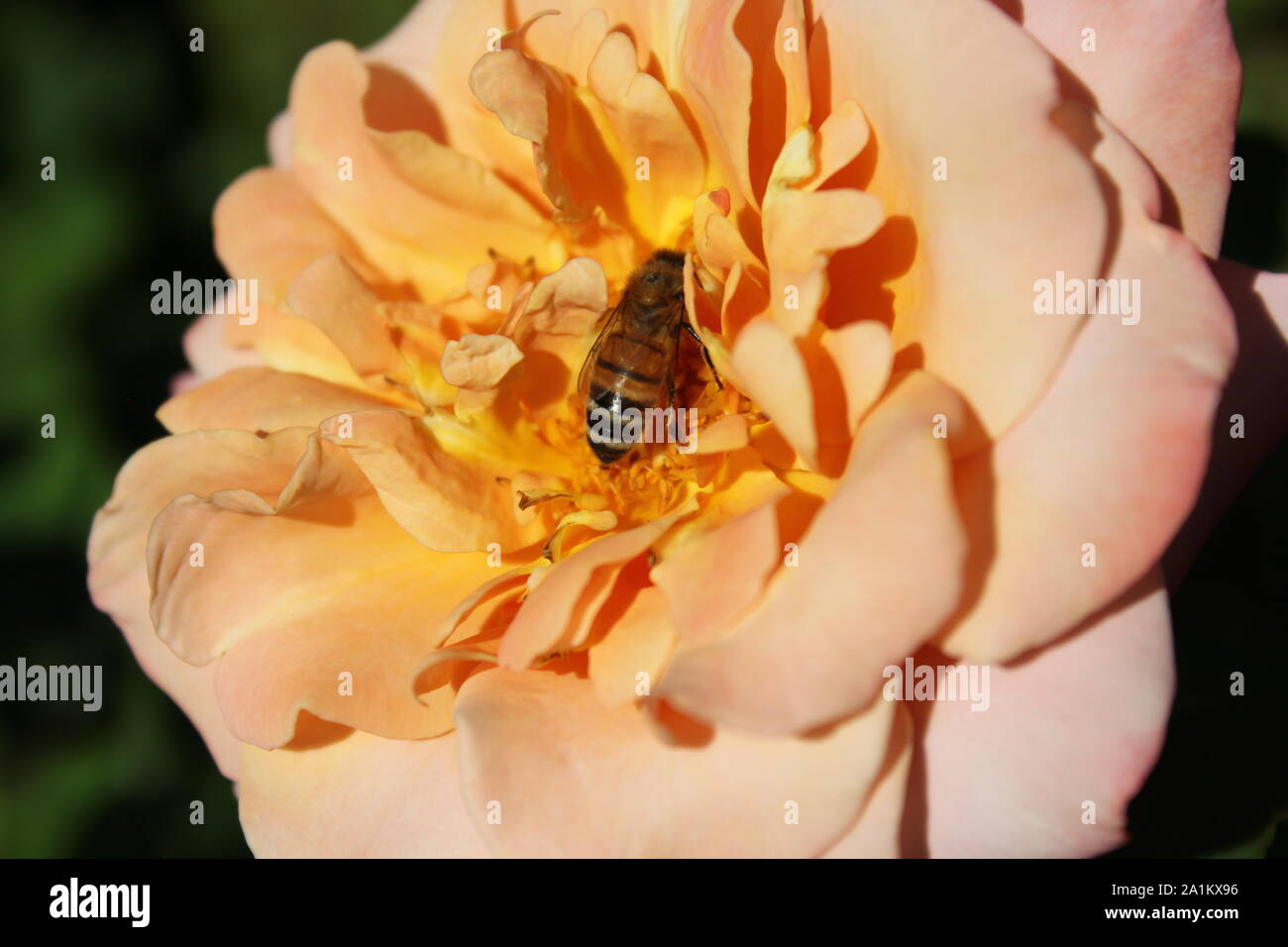 Perfetta estate orange bocciolo di rosa con un bee impollinatori. Foto Stock
