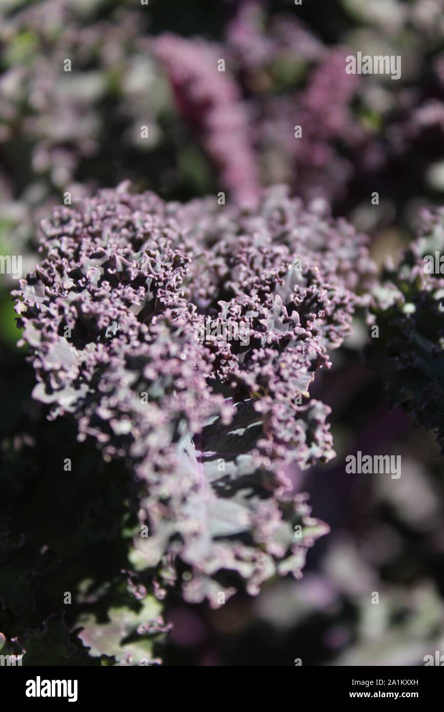 Fattoria fresco rosso cavolo riccio in crescita nel giardino. Foto Stock
