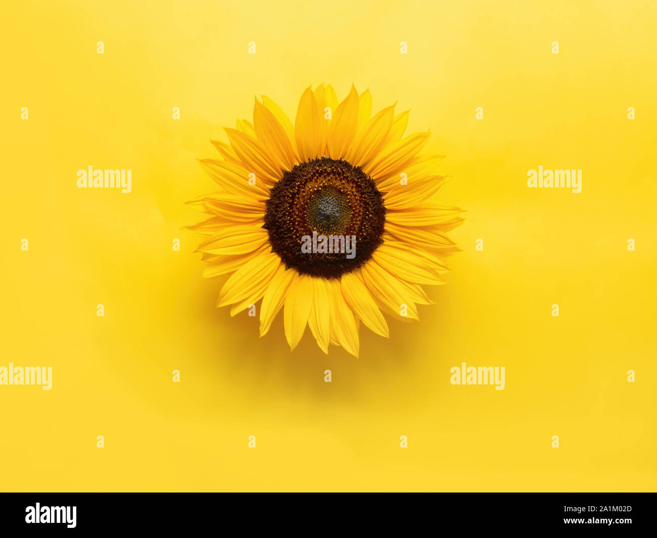 Girasole fiore di giallo con copyspace. Guarda 3d. Foto Stock