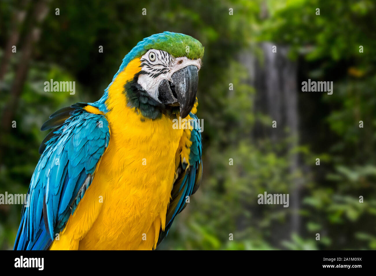 Blu-giallo macaw / blu e oro macaw (Ara ararauna) Sud Americana parrot nativo di Venezuela, Perù, Brasile, Bolivia e Paraguay Foto Stock