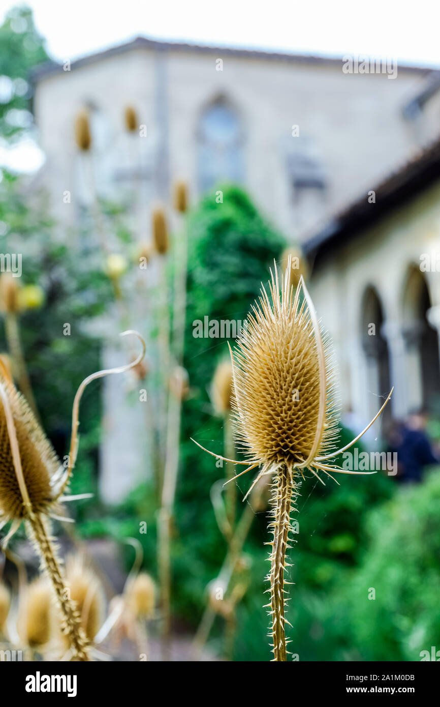 Bella essiccato Thistle piante in New York City Park. Foto Stock