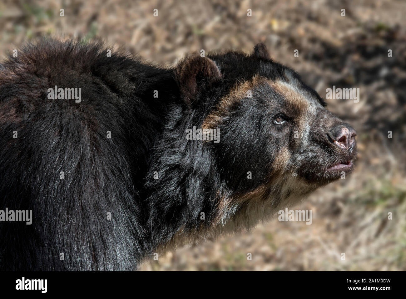 Spectacled bear / orso andino / Paesi andini a breve di fronte bear / montagna bear (Tremarctos ornatus / Ursus ornatus) originario del Sud America Foto Stock