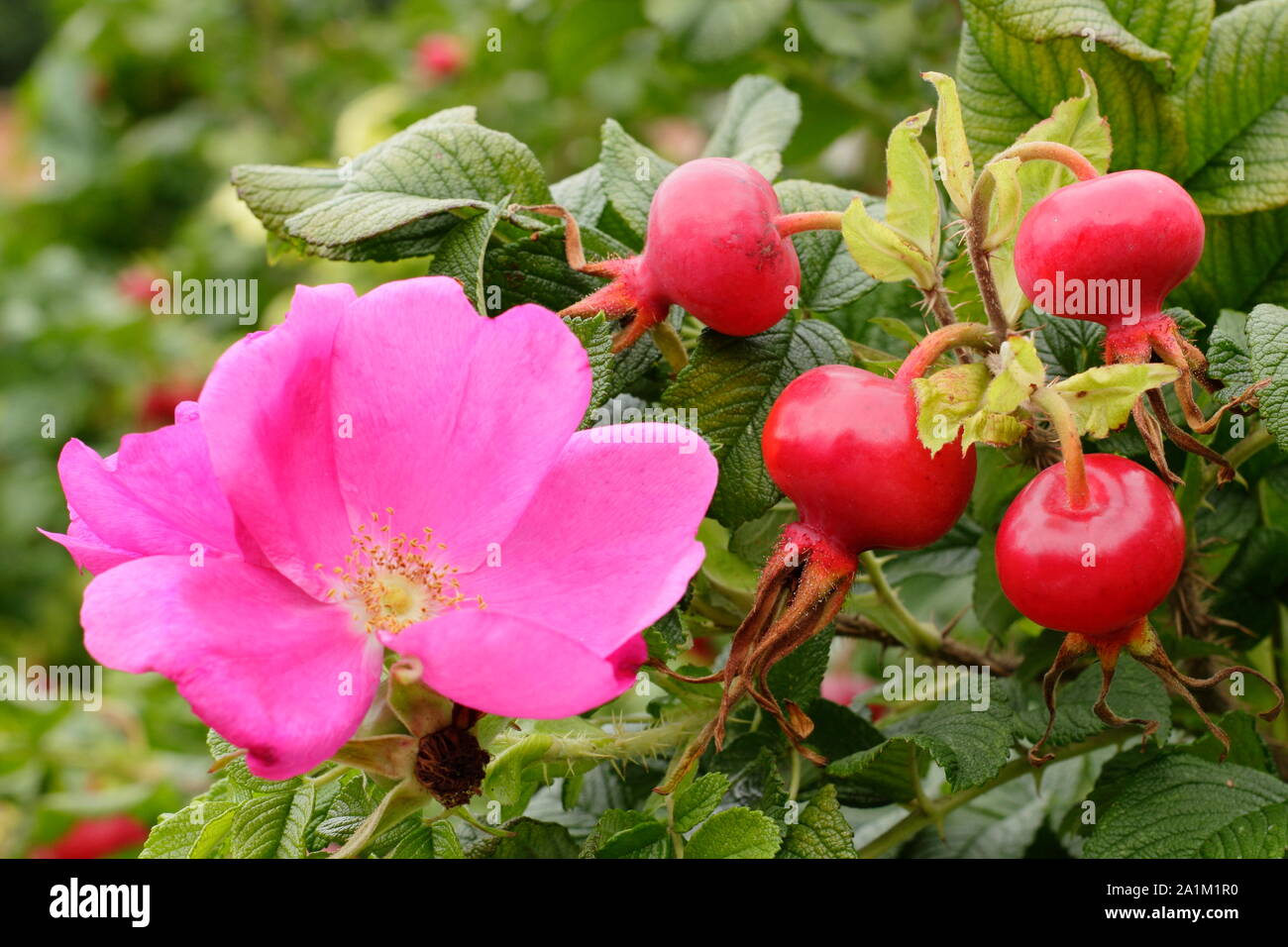 Rosa rugosa Rubra "", forma una siepe con caratteristica profonda fiori rosa e lucida hips in tarda estate. Regno Unito. Foto Stock