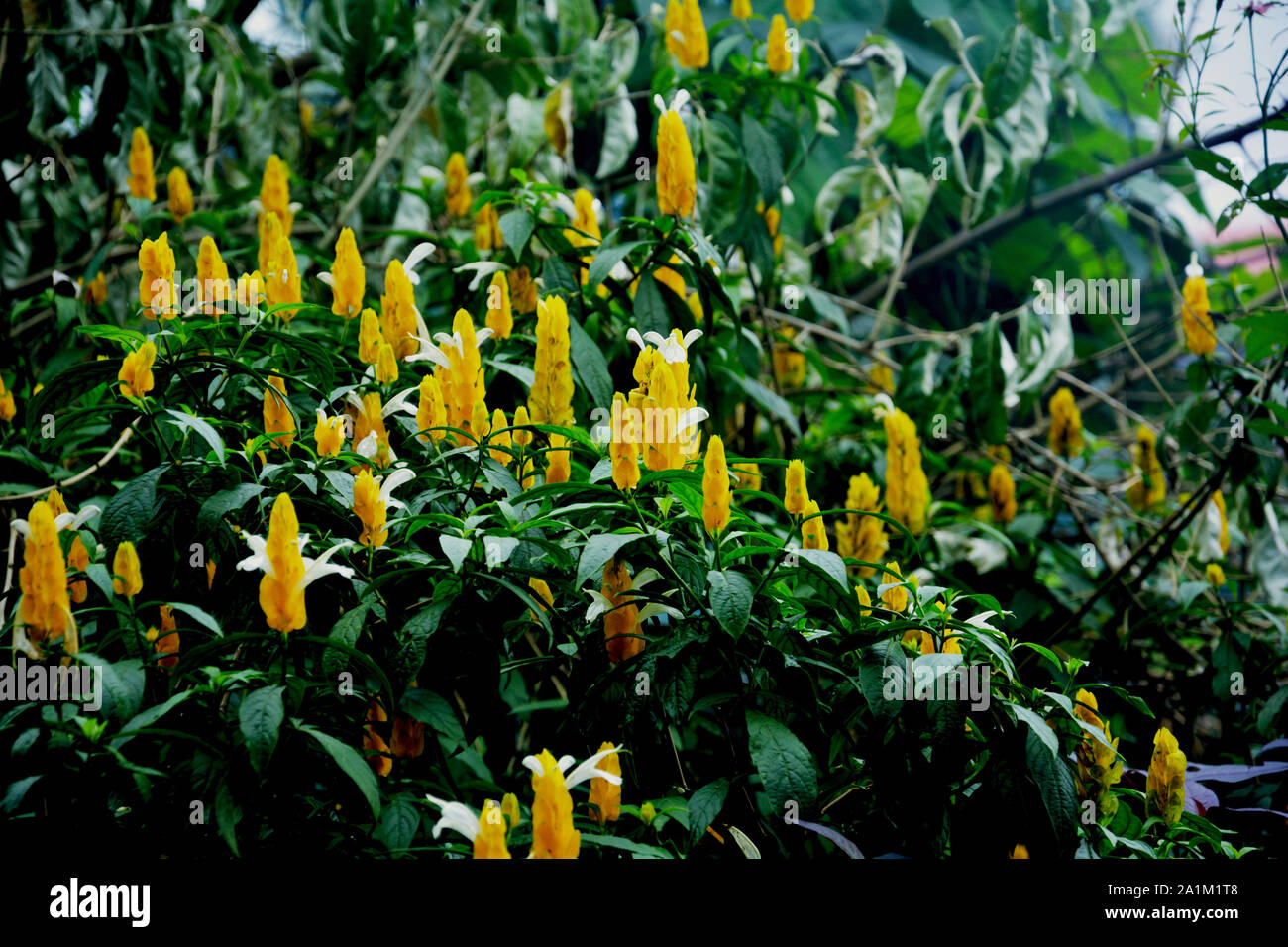 Comune di gamberi d'oro (Justicia brandegeana, Pachystachys lutea ) noto anche come giallo regina impianti adibiti alla pesca di gamberetti , fiori gialli con un sacco di foglie verdi Foto Stock