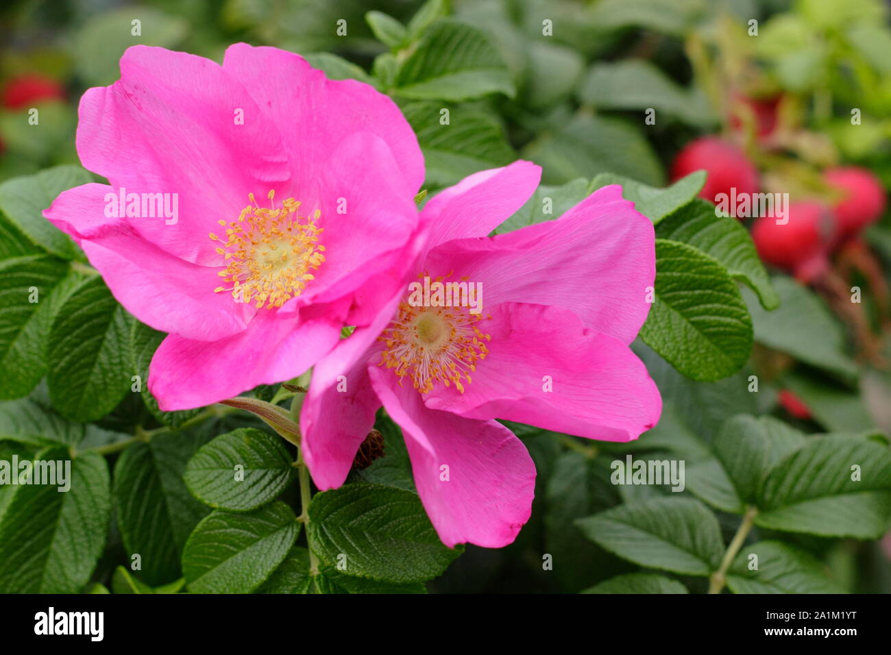 Rosa rugosa Rubra "", forma una siepe con caratteristica profonda fiori rosa e lucida hips in tarda estate. Regno Unito. Foto Stock